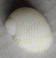 Neritopsis radula, Linnaeus, 1758
